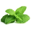 Peppermint-Extract